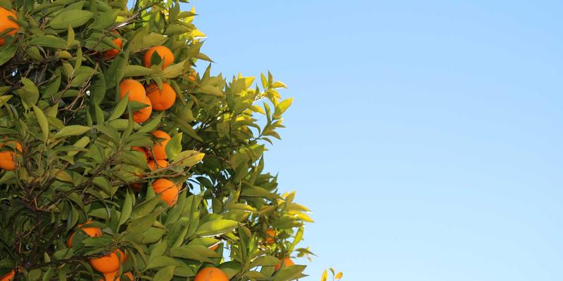 慈溪生活探秘：方家河头古村的千年银杏与明清巷陌，185便民服务指引静谧时光之旅