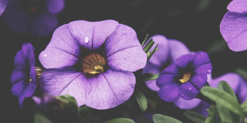 慈溪鸣鹤古镇：药商文化与江南水乡的千年交融，探寻慈溪本地生活的诗意栖居